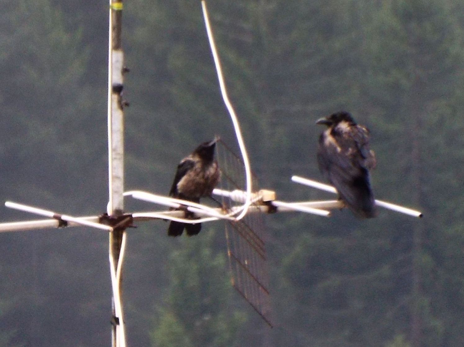 Corvidae dallo strano piumagggio: ibridi tra Cornacchia nera e Cornacchia grigia